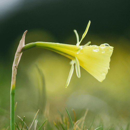 Daffodil Hoop Petticoat Yellow - 5 Bulbs