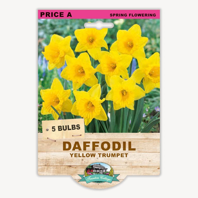Daffodil Yellow Trumpet - 5 Bulbs