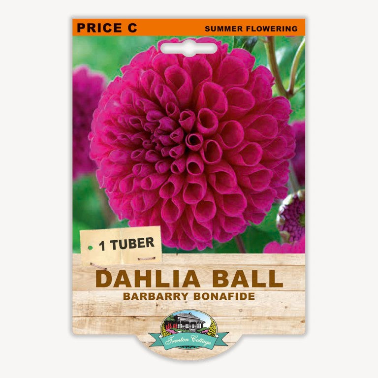 Dahlia Ball Barbarry Bonafide - 1 Tuber