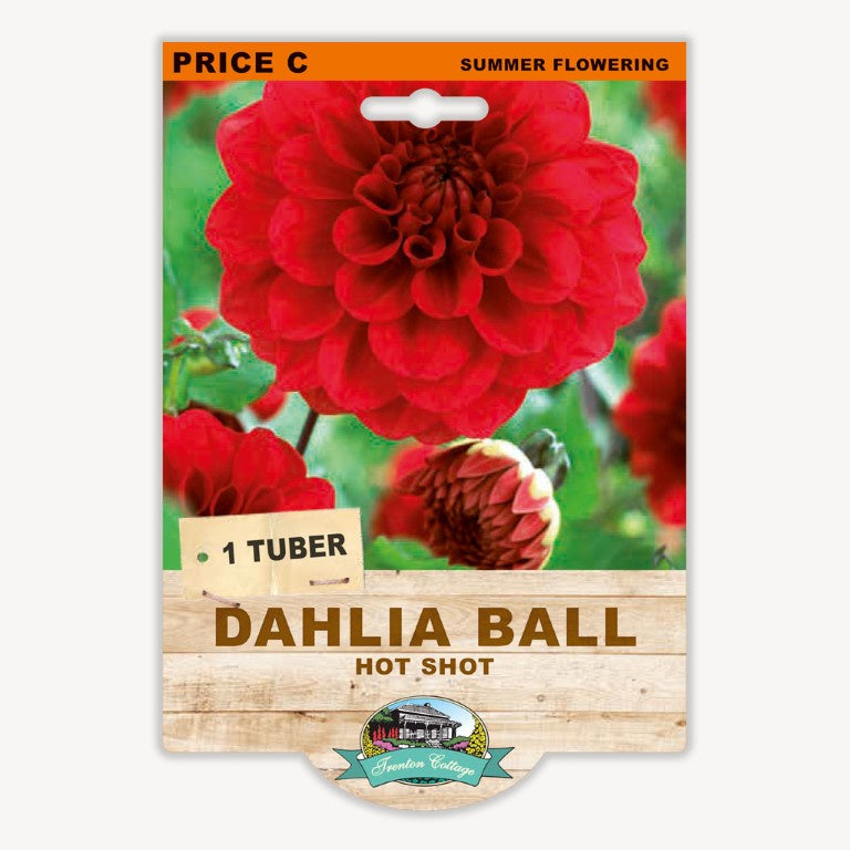 Dahlia Ball Hot Shot - 1 Tuber