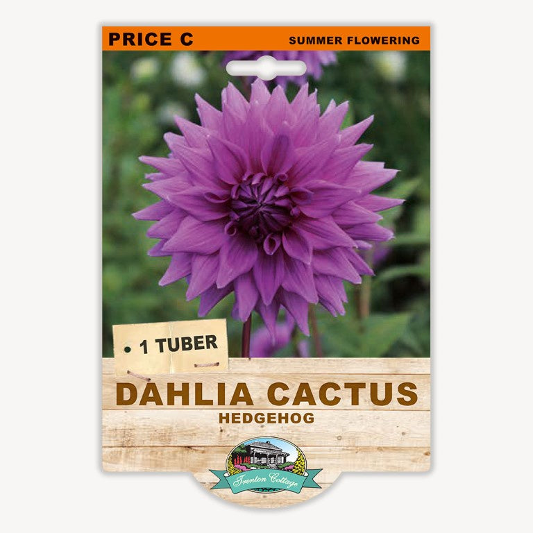 Dahlia Cactus Hedgehog - 1 Tuber