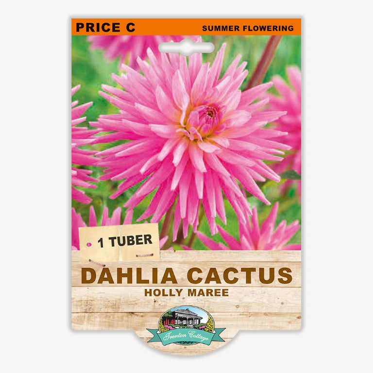 Dahlia Cactus Holly Maree - 1 Tuber