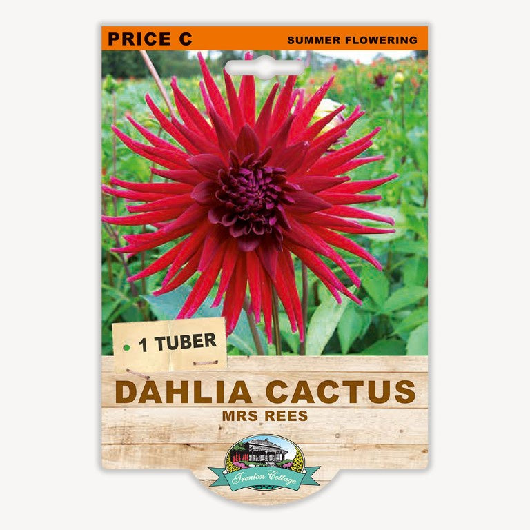 Dahlia Cactus Mrs Rees - 1 Tuber