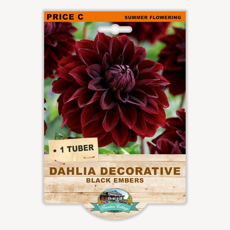 Dahlia Decorative Black Embers - 1 Tuber