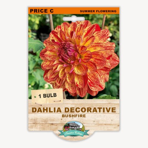 Dahlia Decorative Bushfire - 1 Tuber