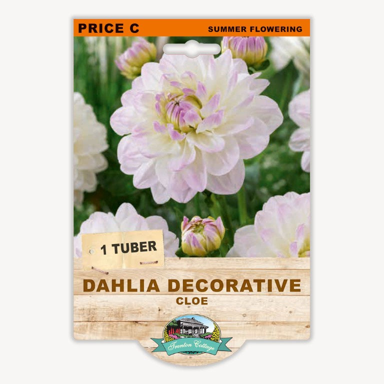 Dahlia Decorative Cloe - 1 Tuber