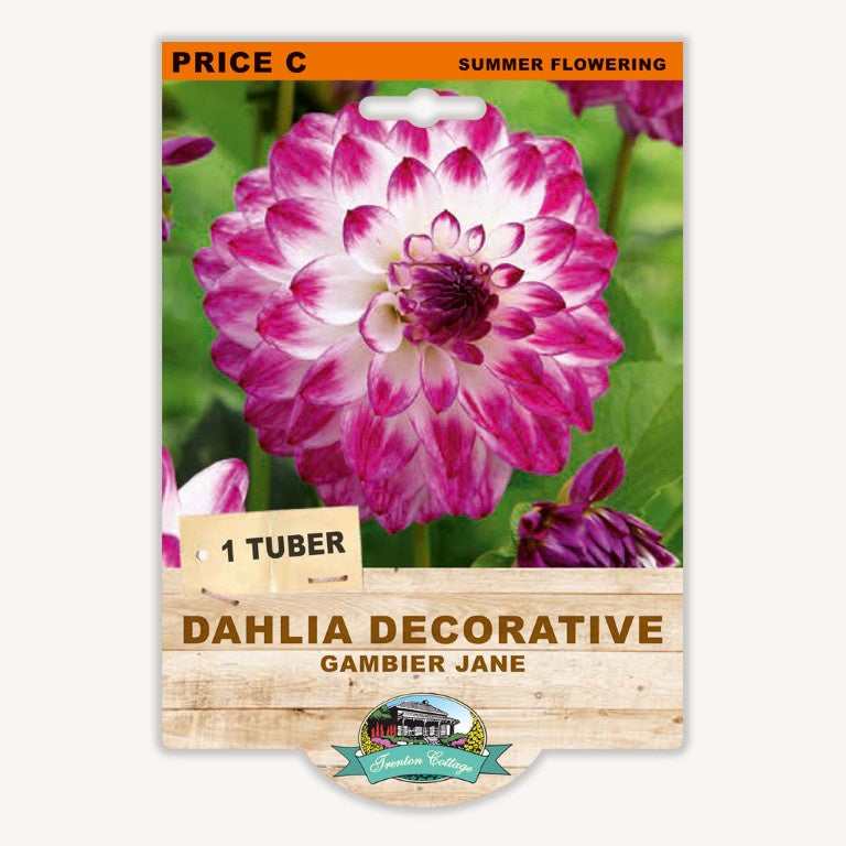 Dahlia Decorative Gambier Jane - 1 Tuber