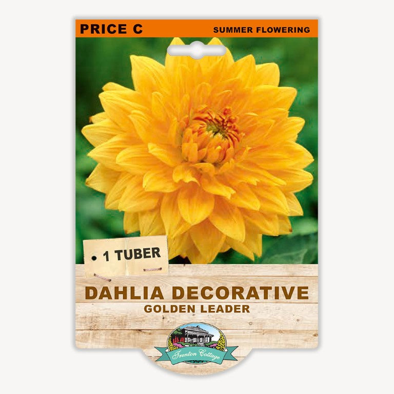Dahlia Decorative Golden Leader - 1 Tuber