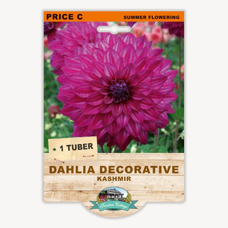 Dahlia Decorative Kashmir - 1 Tuber