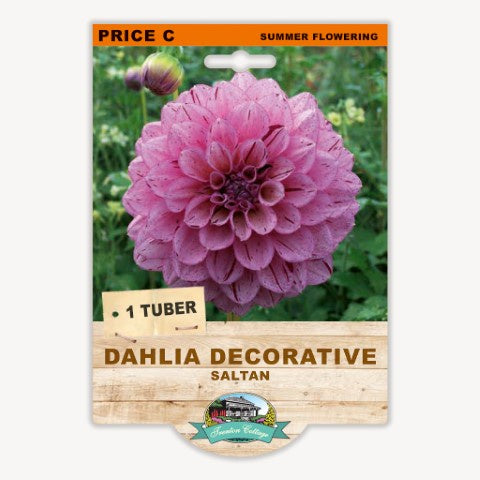 Dahlia Decorative Saltan - 1 Tuber