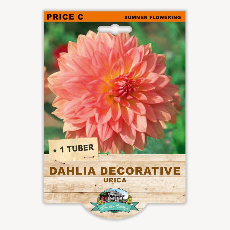 Dahlia Decorative Urica - 1 Tuber