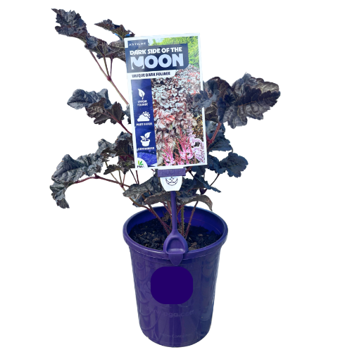 Astilbe Dark Side of the Moon 14cm