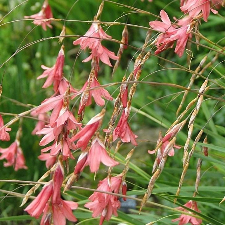 Dierama igneum 14cm