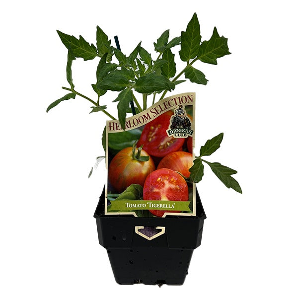 Tomato Tigerella 10cm