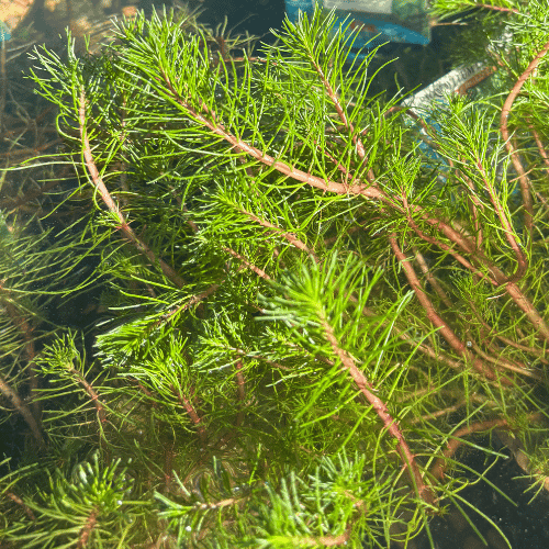 Myriophyllum papillosum Red Dragonfly Milfoil 12.5cm