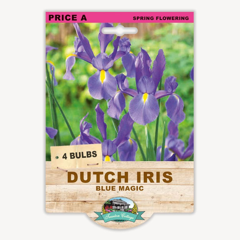 Dutch Iris Blue Magic - 4 Bulbs