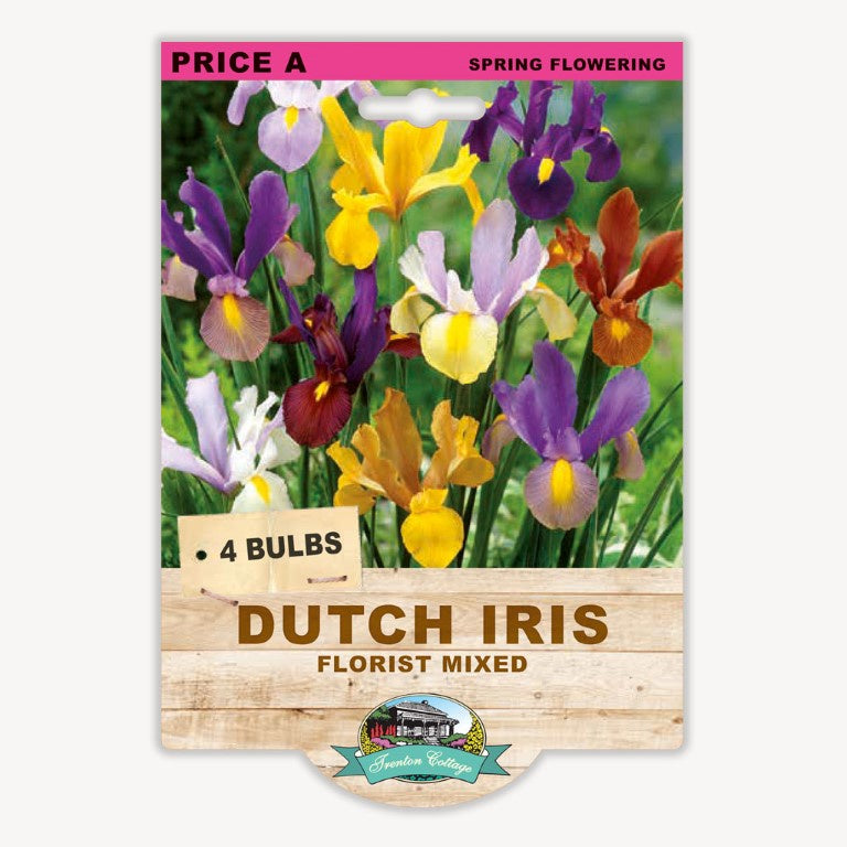 Dutch Iris Florist Mixed - 4 Bulbs