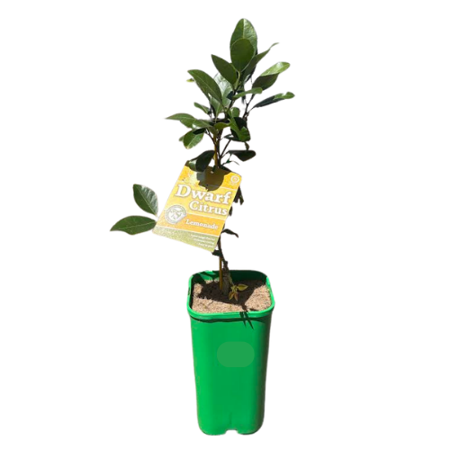 Pipsqueak Lemon Lemonade 17cm
