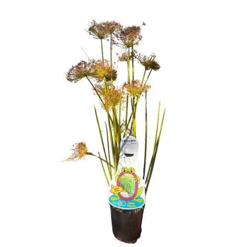 Cyperus prolifer 12.5cm