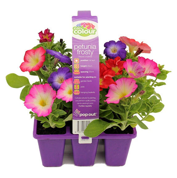 Petunia Frosty Mix