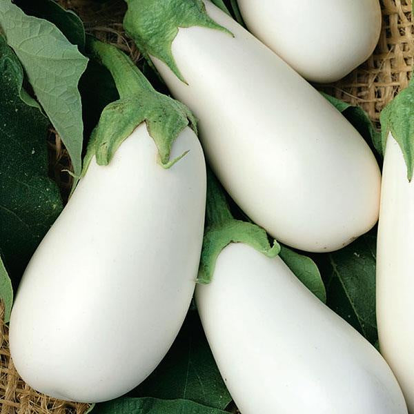 Eggplant White Star Punnet