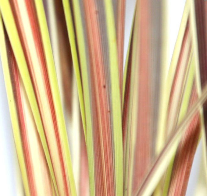 Cordyline Electric Star 18cm