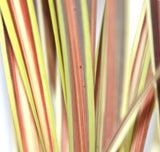 Cordyline Electric Star 18cm