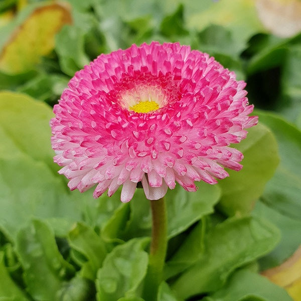 Bellis English Daisy Rose