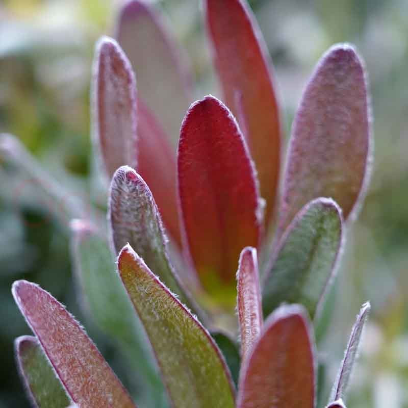 Leucadendron 'Fantasy Sunset' 14cm