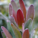 Leucadendron 'Fantasy Sunset' 14cm