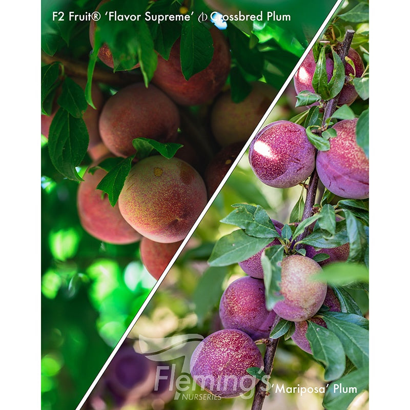 Plum 2 Way Flavour Supreme / Mariposa