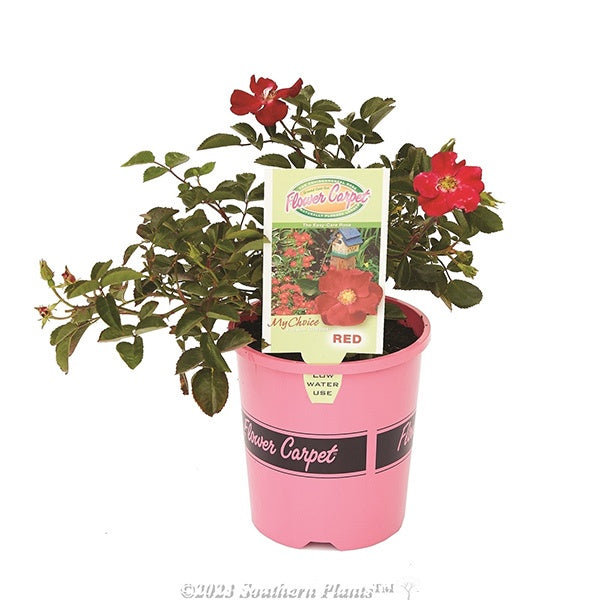 Rose Flower Carpet Red 14cm