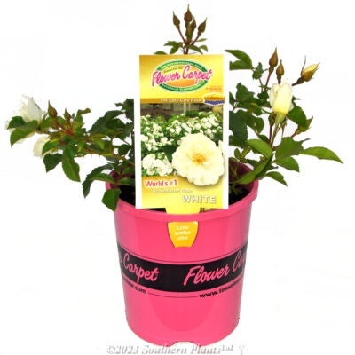 Rose Flower Carpet White 14cm