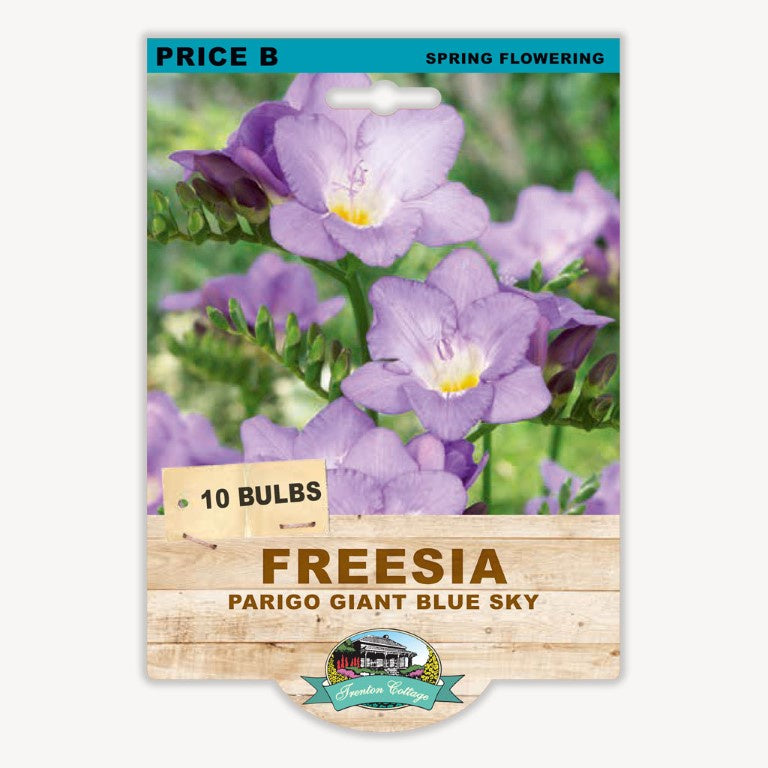 Freesia Parigo Giant Blue Sky - 10 Bulbs