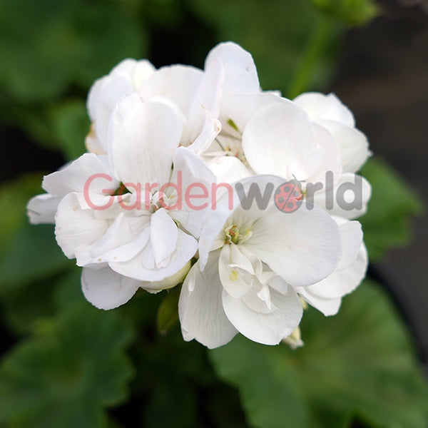 Geranium Rocky White 20cm