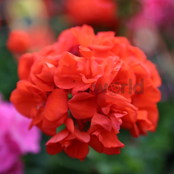 Geranium Orange Tango 20cm – Gardenworld