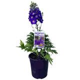 Delphinium Delgenius Glitzy 20cm