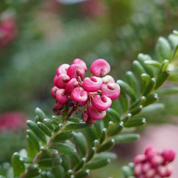 Grevillea 'Mount Tamboritha' 14cm