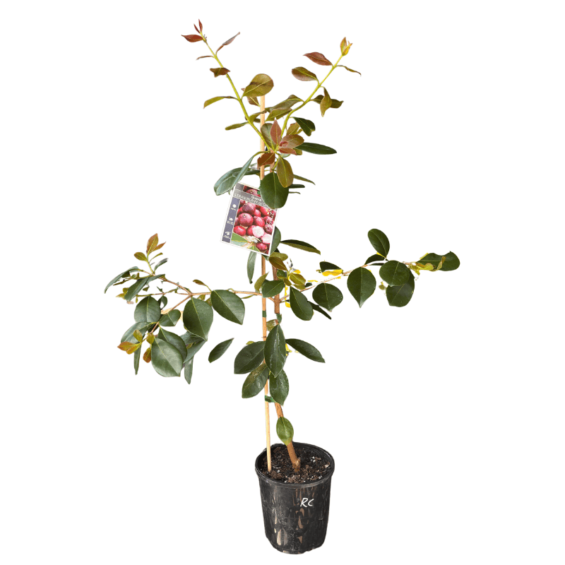 Guava 'Cherry'  6LT