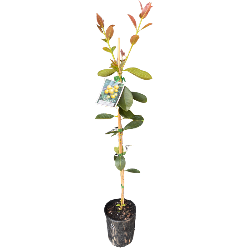 Guava Yellow Cherry 14cm