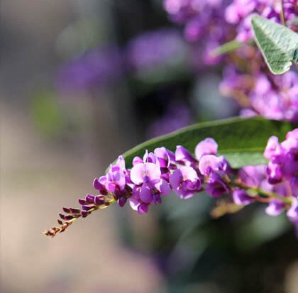 Hardenbergia Happy Wanderer 20cm