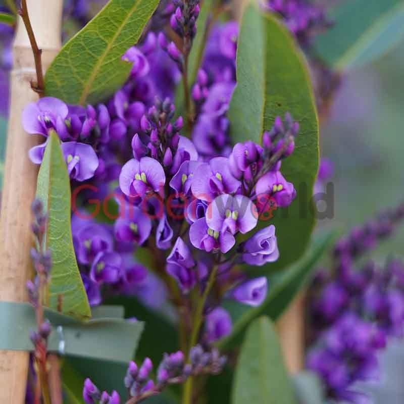 Hardenbergia Royal Flush 14cm