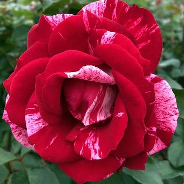 Rose Henri Matisse Bush 20cm (Delbard)