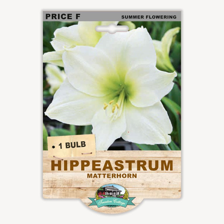 Hippeastrum Matterhorn - 1 Bulb