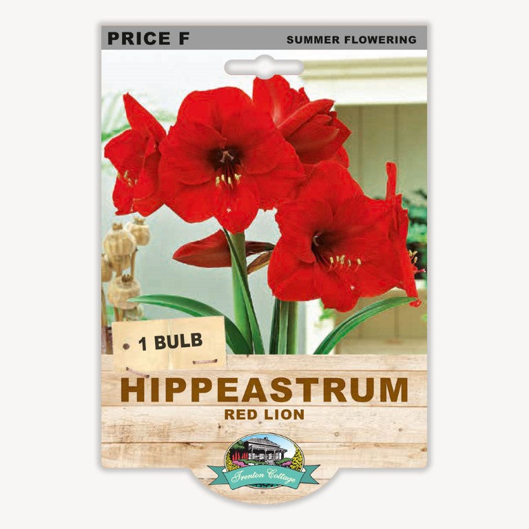 Hippeastrum Red Lion - 1 Bulb