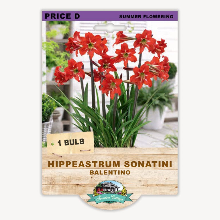 Hippeastrum Sonatini Balentino - 1 Bulb