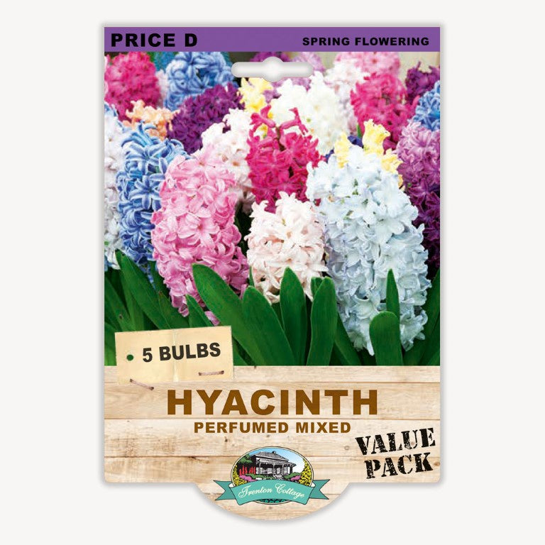 Hyacinth Perfumed Mixed - 5 Bulbs
