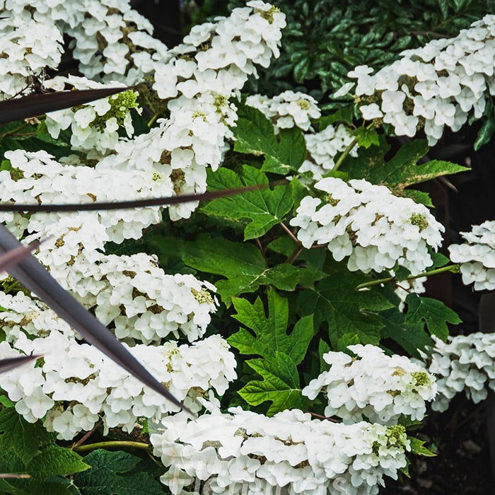 Hydrangea quercifolia 'Munchkin' 20cm