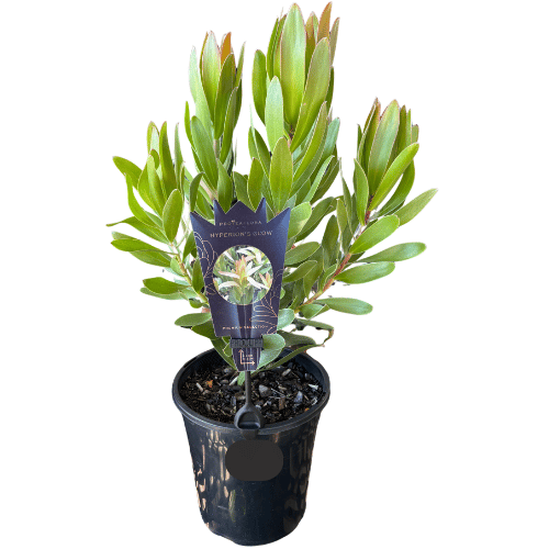 Leucadendron Hyperion's Glow 18cm