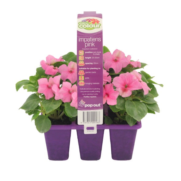 Impatiens Pink